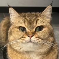 李花的奥丽弗头像