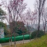 欢快星球G头像