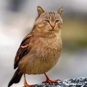 IT劝退工程师的个人资料头像