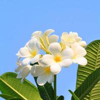 豹行天下302头像