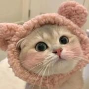 一只橘猫802的个人资料头像