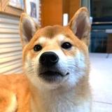 正大光明河流HcsyGA头像