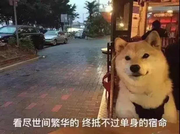 江南慕雨的个人资料头像