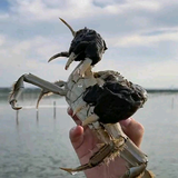 阳澄湖蟹掌柜头像