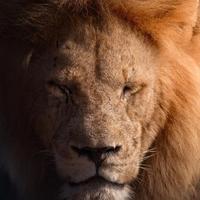 90乔治是头猪头像