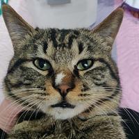 法外狂徒哔哔熊头像