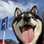 Cookie523的个人资料头像