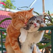 丧但努力的澈澈头像