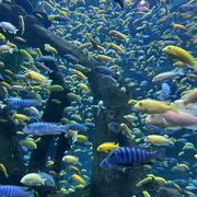 yishooo的个人资料头像