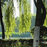 自由的饺子J5头像