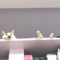 书架上翘腿的猫头像