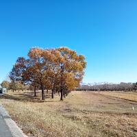旷野田园梦头像