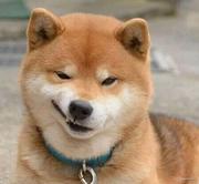 忧郁的驴的个人资料头像