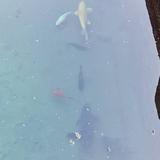 济小华230头像