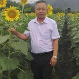晏盛头像