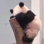 可乐加冰361的个人资料头像