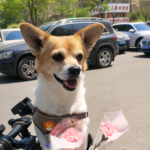 仔仔的幸福头像