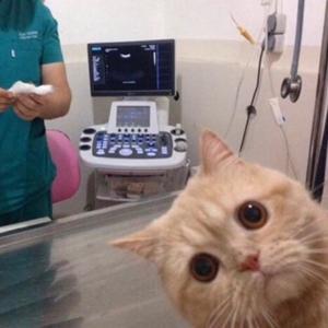 阿顺顺头像