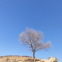 青涩西柚e1S头像