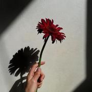 PengQiong的个人资料头像