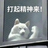 芯恒解说头像