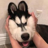 灿烂精灵rzv头像