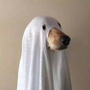 大路YoYo的个人资料头像