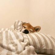 职业假笑的个人资料头像