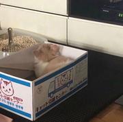 老鸨的个人资料头像