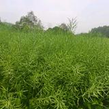 直爽圆月i2I头像