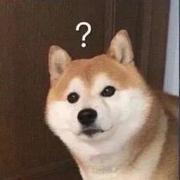 狗吃咸了掉毛的个人资料头像