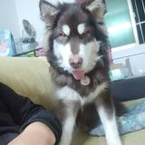 正在输入64682头像