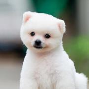 轻舞飞扬123的个人资料头像