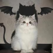 星之夜雨的个人资料头像