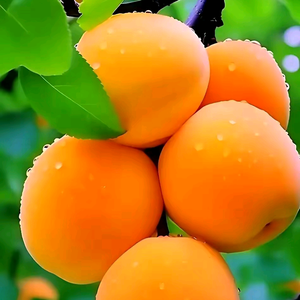 莲花伫立头像