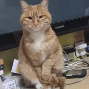 凌时净光的个人资料头像