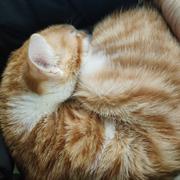 幽默的个人资料头像