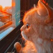 Summer553的个人资料头像