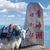 积极的梦想van头像