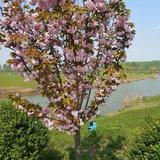 乘风破浪的溪水kEo头像