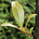 贵州蓝布依头像