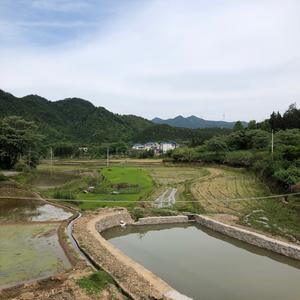 友凤