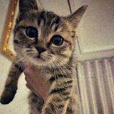 凯凯爱开3系头像