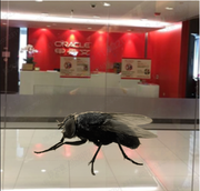 DBA砖家王伟的个人资料头像