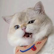 孤岛的蓝鲸的个人资料头像