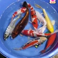 锦鲤头像