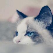 Polaris振真的个人资料头像