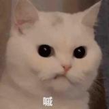番茄96657855825头像
