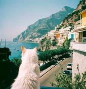 刘白不白的个人资料头像