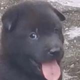 思敏多头像